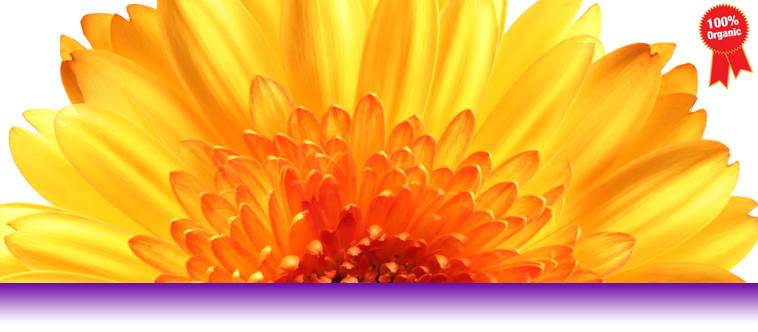 flower-bg.jpg
